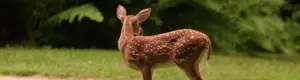 A fawn in front of a dark, grassy and treed background.